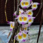 den-devonianum-2025-150x150.jpg