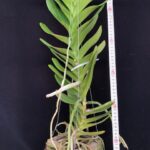 aerides-houlletiana-2025-big-1