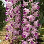 aerides-lawrenceae-2025