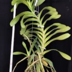 aerides-lawrenceae-2025