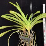 aerides-rosea-2025
