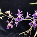 v-coerulescens-2025