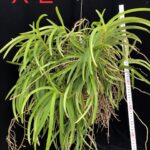 v-curvifolia-2025