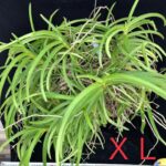 v-curvifolia-2025