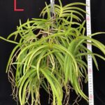 v-curvifolia-2025