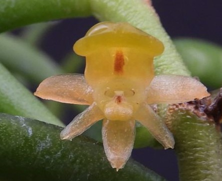 adenoncos-parviflora-2025-2
