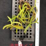 adenoncos-parviflora-2025-2
