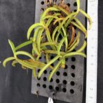 adenoncos-parviflora-2025-2