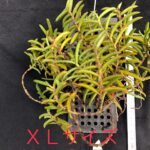 adenoncos-parviflora-2025-2