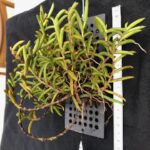 adenoncos-parviflora-2025-2