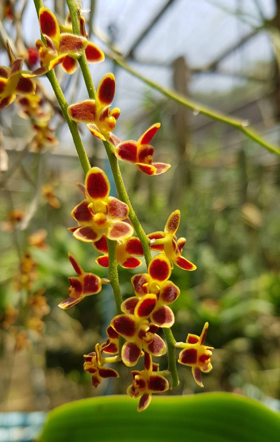 chiloschista-lunifera-2025-2