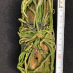 chiloschista-lunifera-2025-2