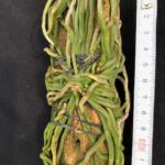 chiloschista-lunifera-2025-2