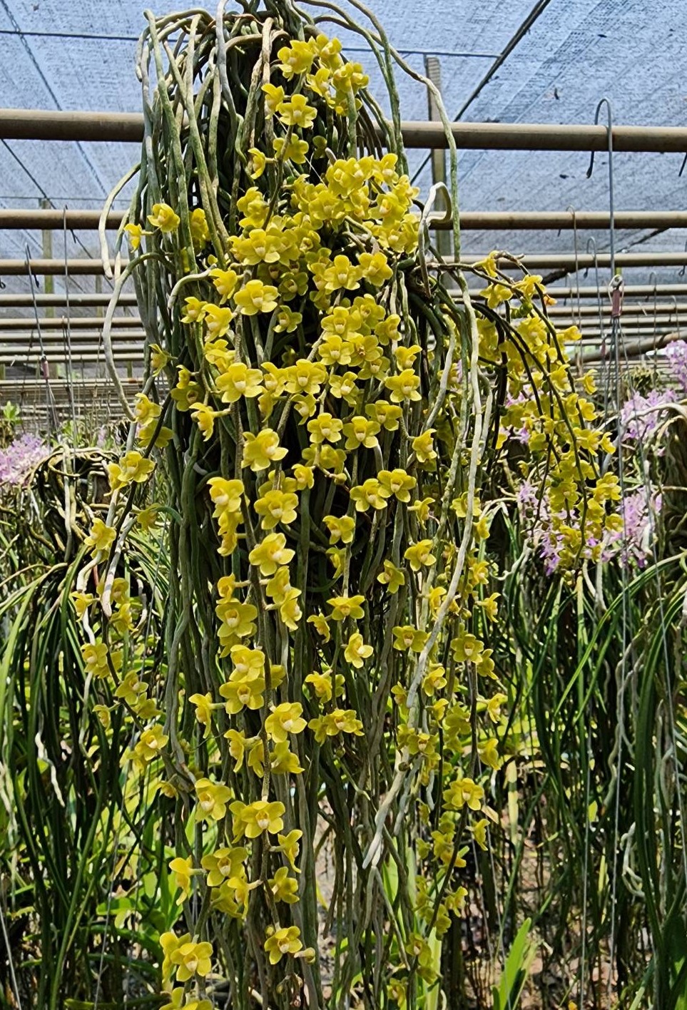 chiloschista-viridiflava-2025-2