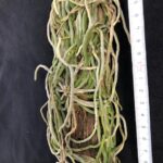 chiloschista-viridiflava-2025-2