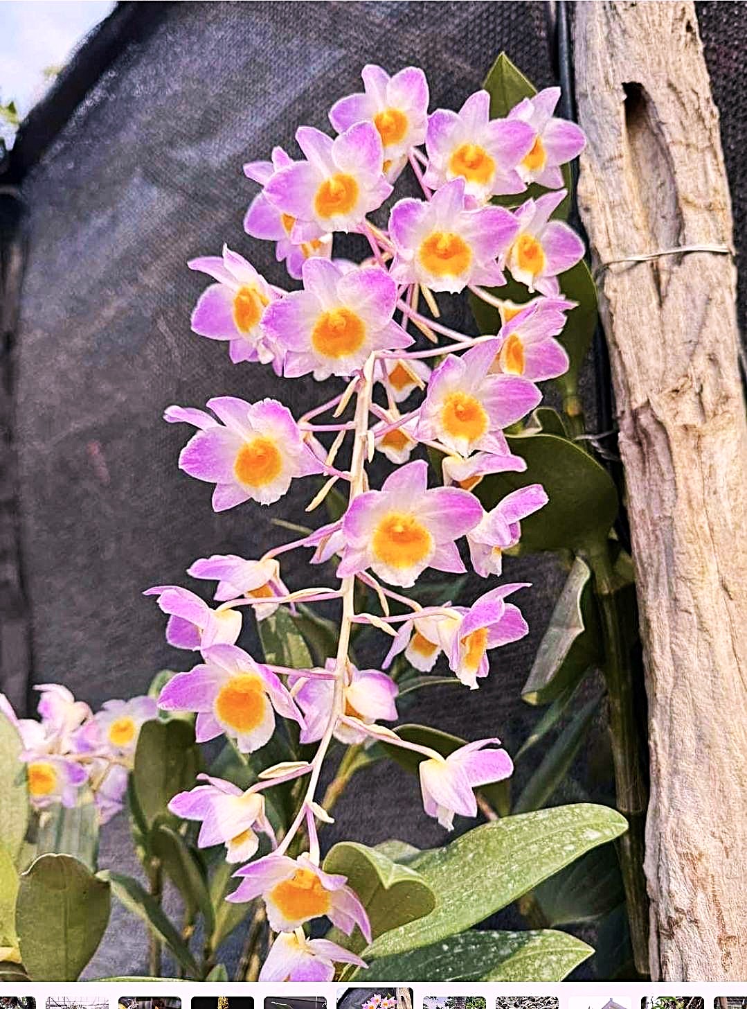 den-bronckartii-vietnam-2025