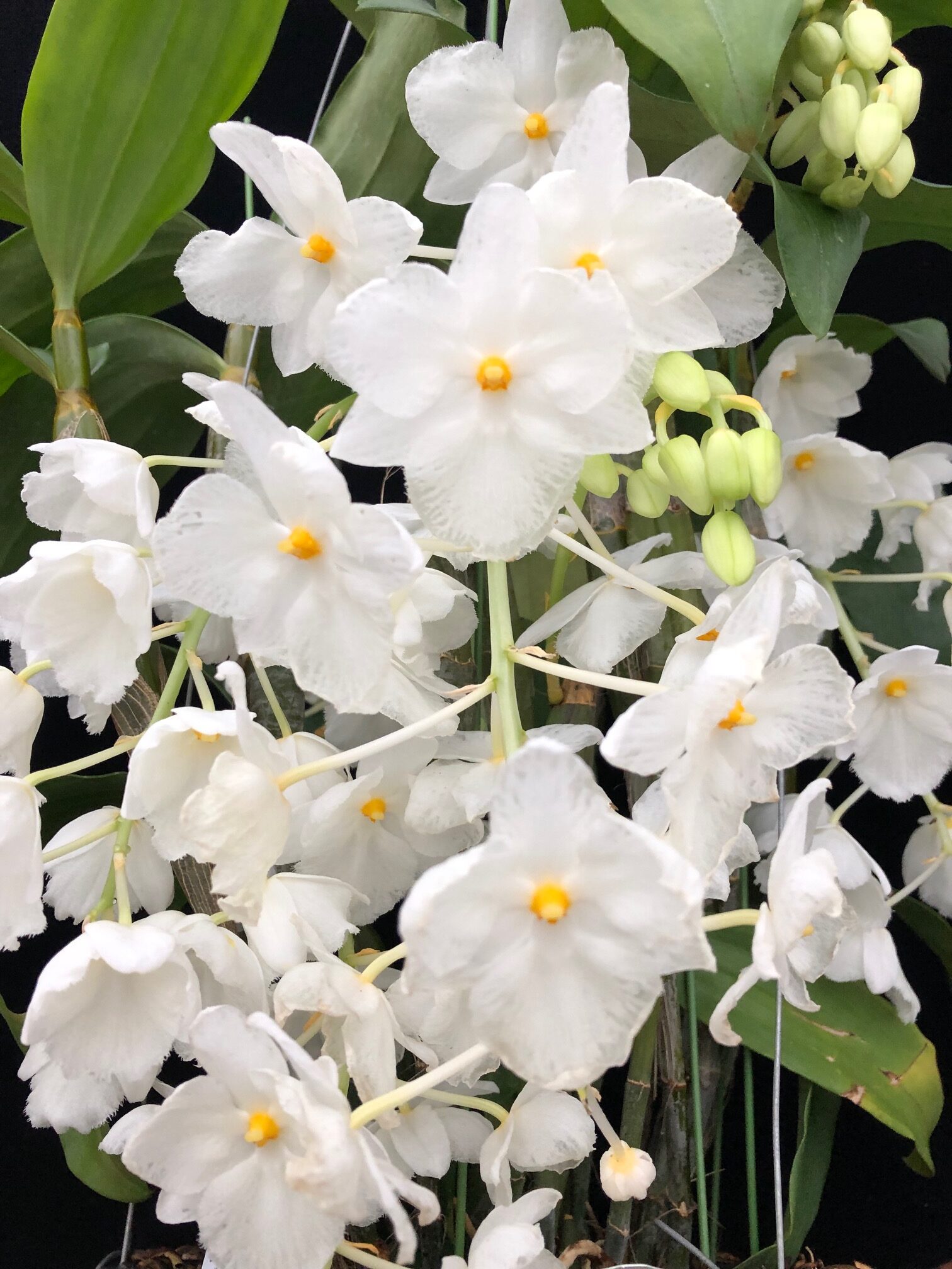 den-farmeri-petaloid-album-hsinying-XL-2025