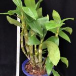 den-farmeri-petaloid-album-hsinying-XL-2025