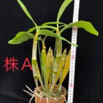 den-farmeri-thyrsiflorum-yatsuhusa-2025