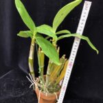 den-farmeri-thyrsiflorum-yatsuhusa-2025