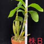 den-farmeri-thyrsiflorum-yatsuhusa-2025