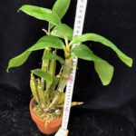 den-farmeri-thyrsiflorum-yatsuhusa-2025