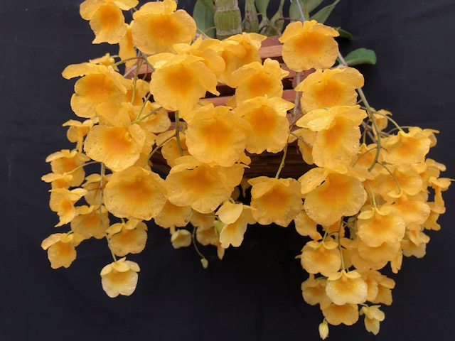 den-lindleyi-floridasunshine-big-2025