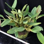 den-lindleyi-floridasunshine-big-2025