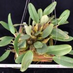 den-lindleyi-floridasunshine-big-2025