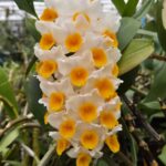Den. thyrsiflorum (From Laos)デンドロビューム シルシフロラム