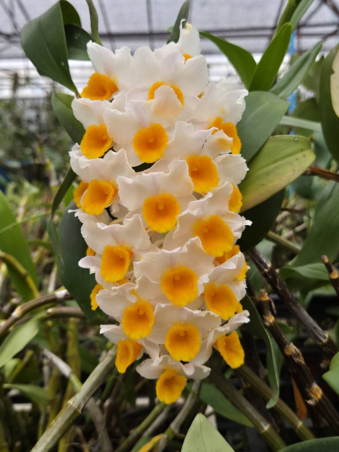 den-thyrsiflorum-loas-7