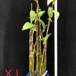 den-thyrsiflorum-loas-7