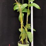 den-thyrsiflorum-loas-7