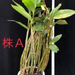 den-thyrsiflorum-myanmar-2025