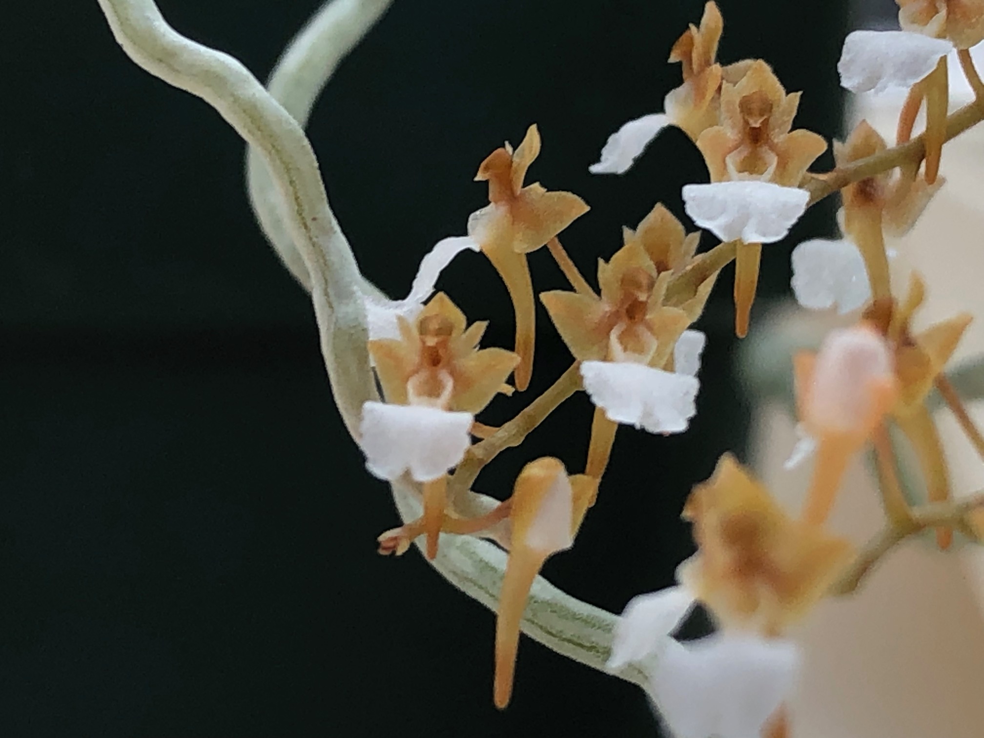 microcaelia-cornuta-2025-2