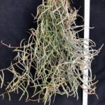 microcaelia-cornuta-2025-2