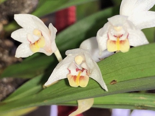pinalia-myristiciformis
