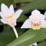 pinalia-myristiciformis