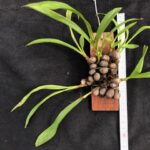 pinalia-myristiciformis