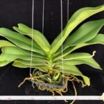 rhy-gigantea-alba-2025