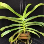 rhy-gigantea-orange-2025