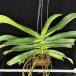 rhy-gigantea-orange-2025
