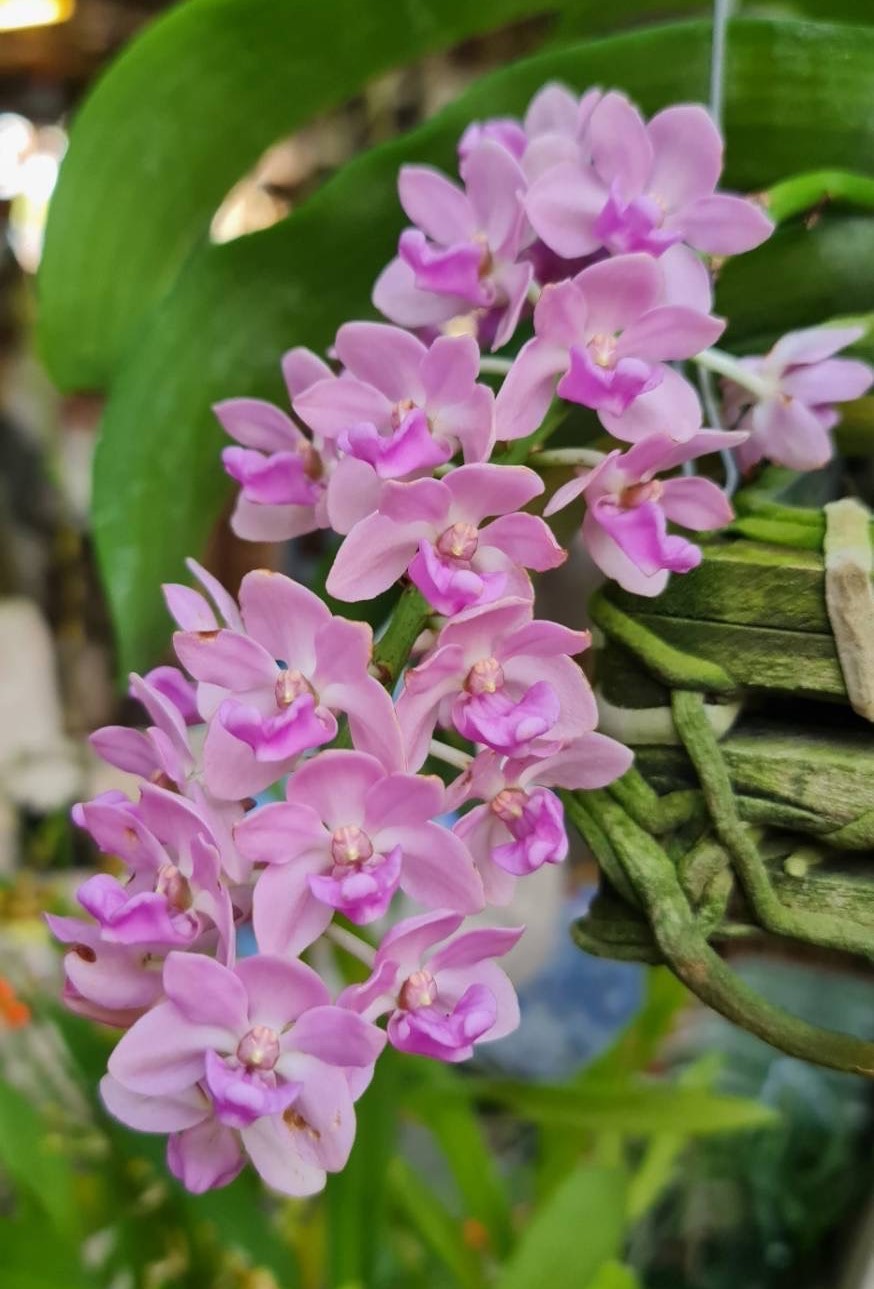 rhy-gigantea-pink-2025