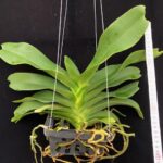 rhy-gigantea-pink-2025
