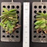 schoenorchis-fragrans-2025