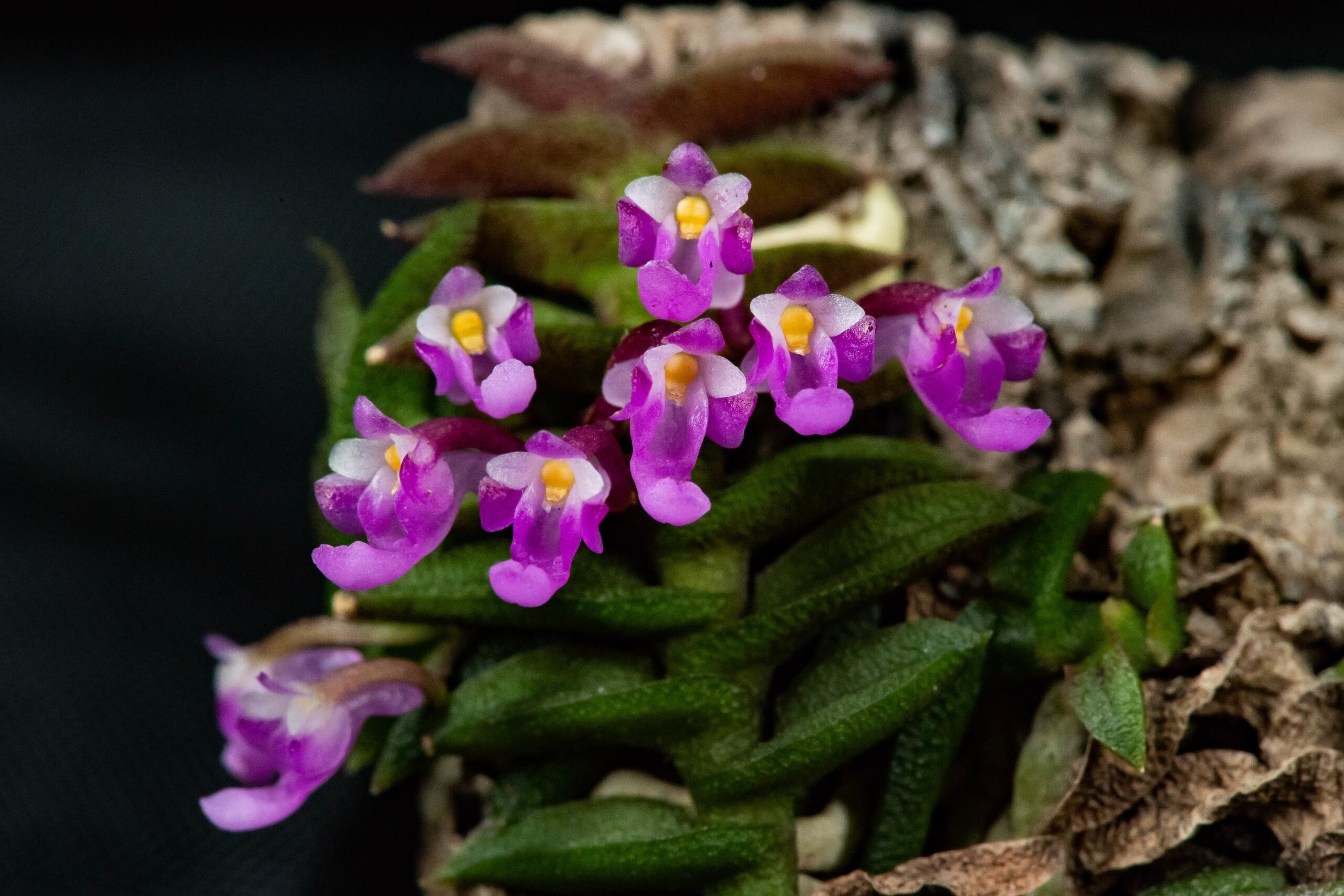 schoenorchis-scolopendria-2025