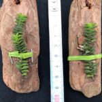 schoenorchis-scolopendria-2025