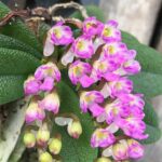 schoenorchis-tixieri-2025