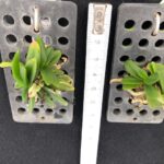 schoenorchis-tixieri-2025