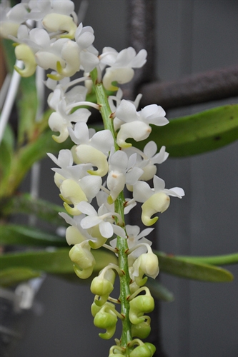 aerides-odorata-alba